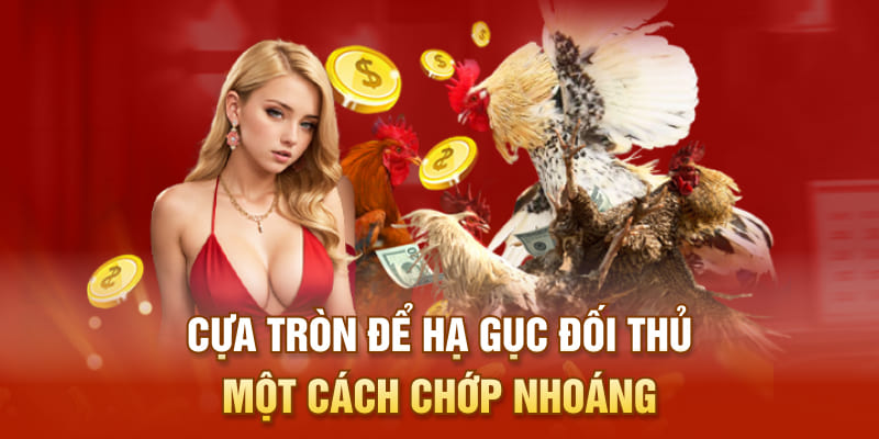 Cựa tròn để hạ gục đối thủ một cách chớp nhoáng