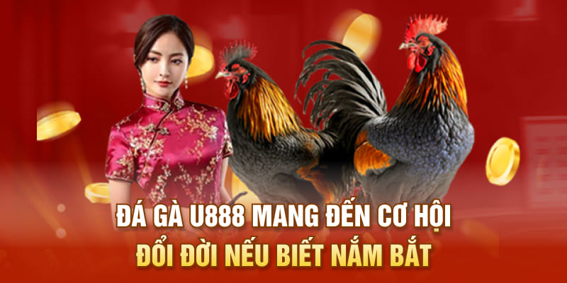 Đá gà U888 mang đến cơ hội đổi đời nếu biết nắm bắt
