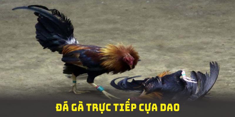 đá gà trực tiếp cựa dao