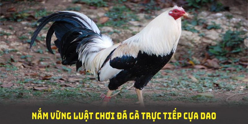Nắm vững luật chơi đá gà trực tiếp cựa dao để tăng cơ hội chiến thắng.